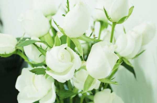 白玫瑰花语30（白玫瑰花语33朵是什么意思）