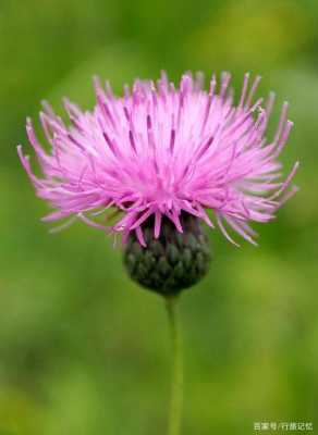 苏格兰国花花语（苏格兰的象征花）
