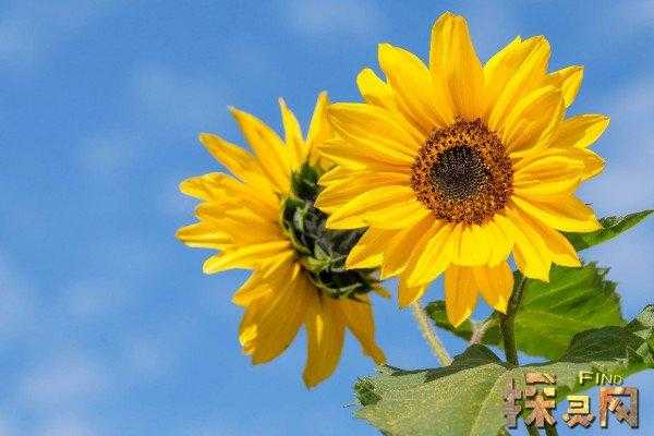 太阳花的花语代表什么意思（太阳花的花语和寓意是什么）