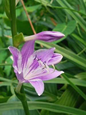 淡紫色玉簪花的花语（玉簪花花语象征与寓意）