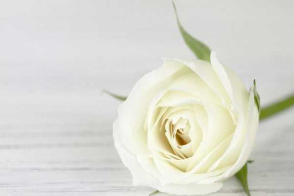白玫瑰主要花语（白玫瑰主要花语有哪些）