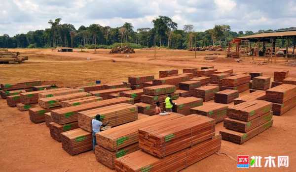 如何从非洲进口木材（从非洲进口木材最重要的是什么）