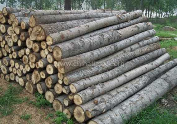 关于赤峰木材批发市场杨木的信息