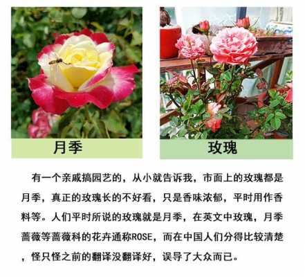 玫瑰花语月季花的鉴别（月季和玫瑰花语区别）