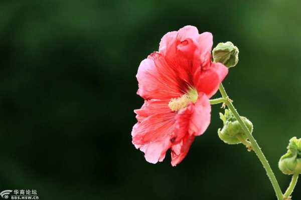 一杖红花语（一丈红的花）