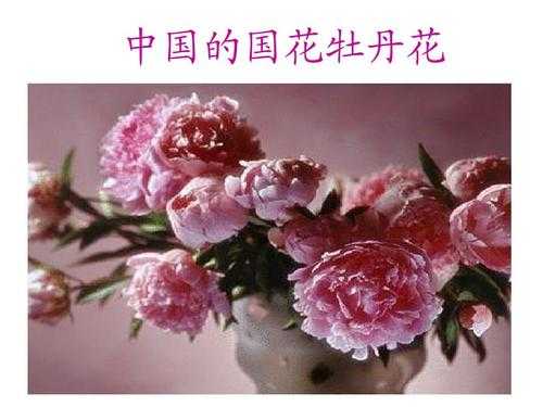 中国十大国花花语（中国国花象征）