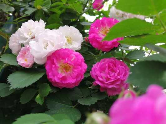 蔷薇在中国古代花语（蔷薇在中国古代花语中的寓意）