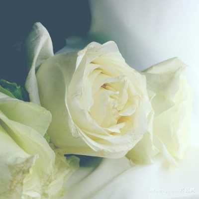 白花的花语（白花的花语是再次相遇的奇迹）