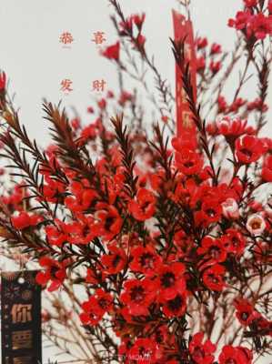 澳洲红色腊梅的花语（澳洲腊梅 颜色）