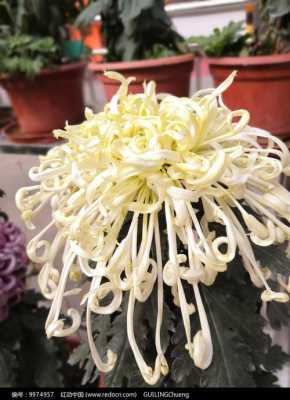 白色的金丝菊的花语（金丝菊和白菊花的功效作用）