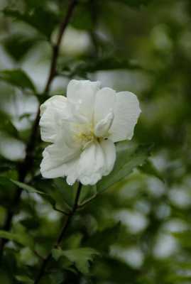 白木槿花语（白木槿花有几种颜色）