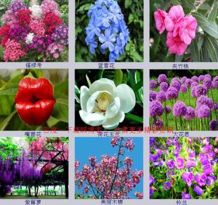 不同品种的花图片和花语（各种不同花的图片）
