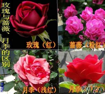 蔷薇的花语和寓意（蔷薇的花语和寓意月季的区别）