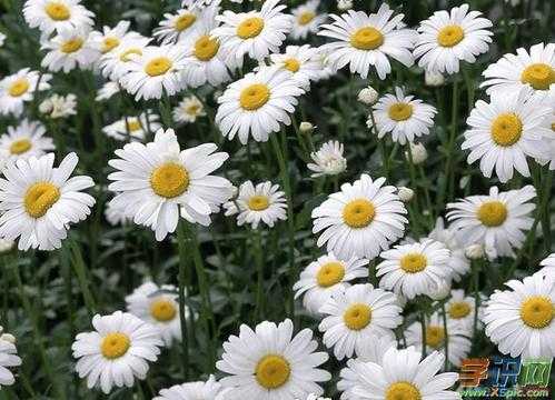 一朵白色菊花的花语（白色菊花象征什么）