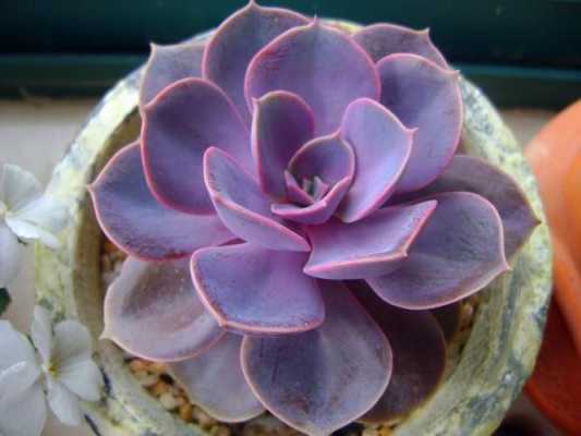 紫色多肉花语（紫色多肉植物）