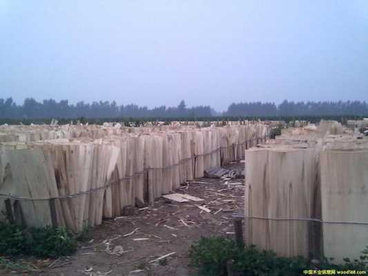 山东最大的杨木皮生产（山东木材市场杨木价格）