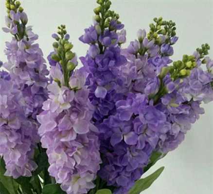紫罗兰的花语和纯洁的美（紫罗兰的花语和传说）