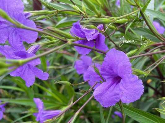紫翠芦莉花语（紫芦莉图片）