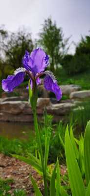 蓝紫鸢尾花的寓意和花语（黄色鸢尾花的花语和寓意是什么）