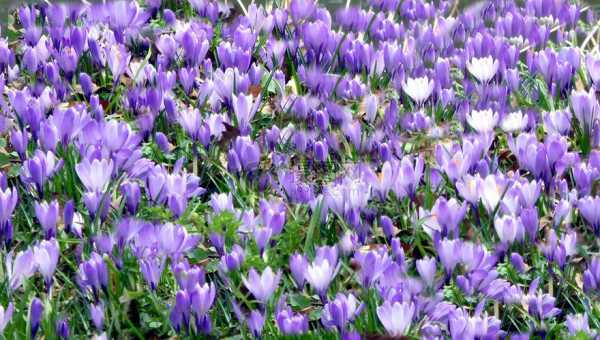 紫色水仙花花语是什么（紫色水晶花图片）