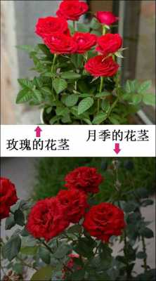 红色月季与玫瑰花语的区别（月季和玫瑰花语区别）