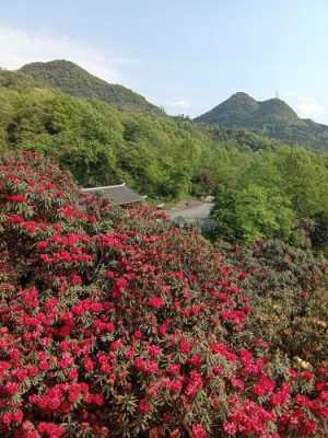 贵州杜鹃花花语（贵州杜鹃花景点在哪）