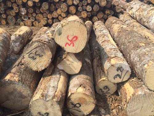 加拿大进口杨木为原材（加拿大木材进口赚钱吗）