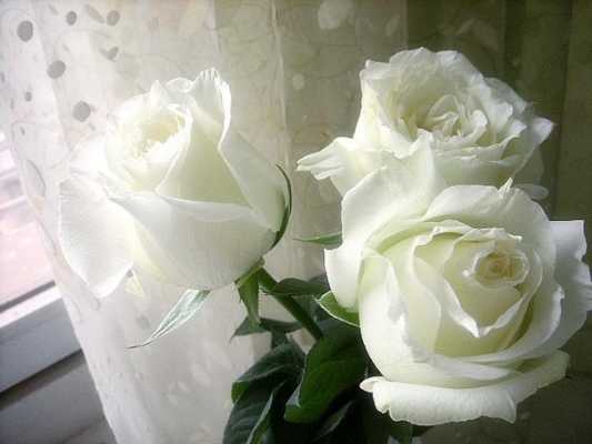 白玫瑰花语两朵（白玫瑰花语白玫瑰代表什么）