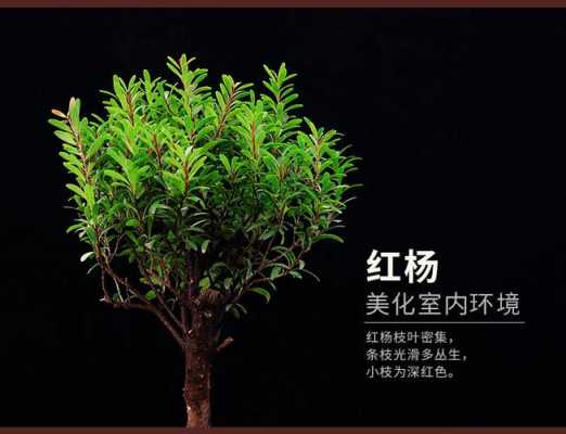 小叶红心的杨木用途（小叶红杨盆景图片）