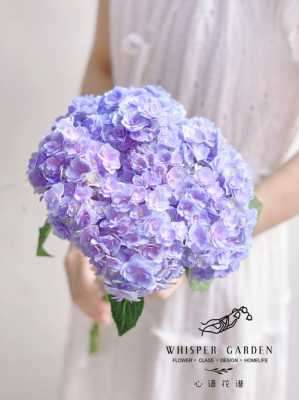 紫球花花语（小紫球花）