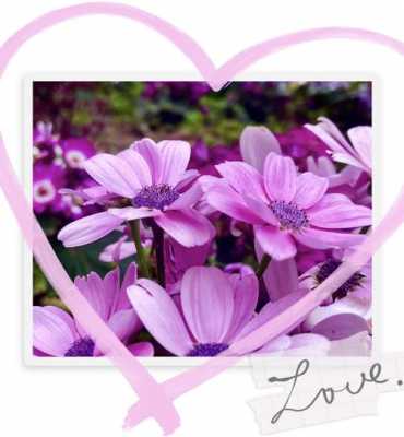 关于紫色和粉色的花语的信息