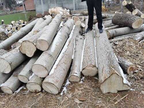 收购低质量杨木规格板（收购杨木和各种杂木）