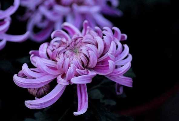 紫色菊花与绣球的花语（紫色球菊的花语和寓意）