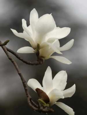 白木兰花的花语（白色木兰花的花语）